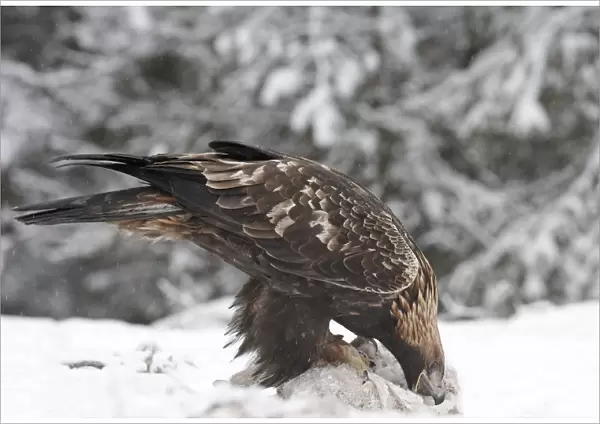 Golden Eagle perched in the snow on prey, Aquila chrysaetos, Norway