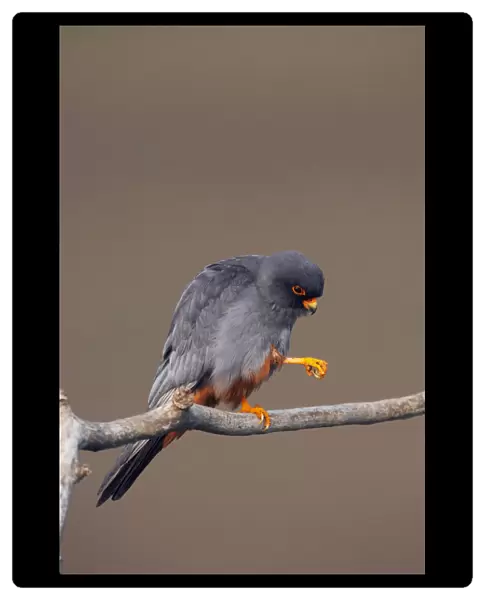 Red-Footed Falcon, Falco vespertinus, Hungary