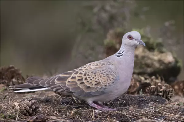 Adult Turtle Dove in forest, The Netherlands