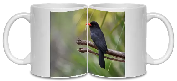 Monasa nigrifrons, Black-fronted Nunbird, Brazil