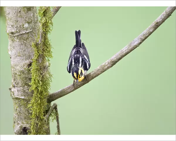 Blackburnian Warbler wintering in Ecuador, Setophaga fusca