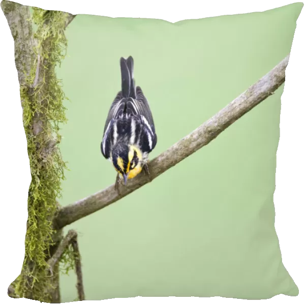 Blackburnian Warbler wintering in Ecuador, Setophaga fusca