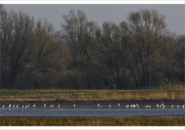 Group of wintering Great Egrets, Ardea alba, The Netherlands