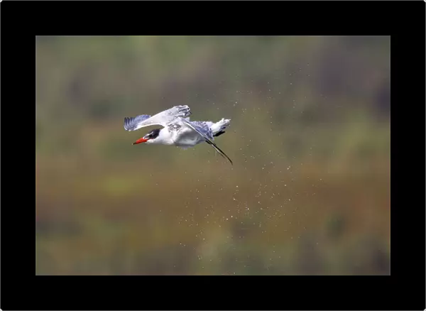Caspian Tern taking off in water spray, Hydroprogne caspia, Netherlands