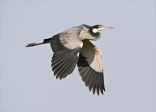Ardea melanocephala, Black-headed Heron, Gambia