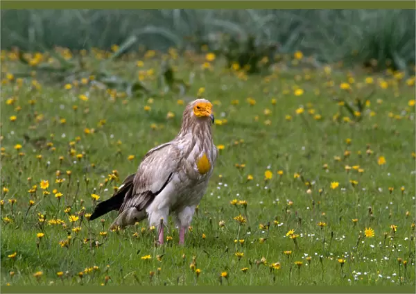Adult Egyptian Vulture, Neophron percnopterus