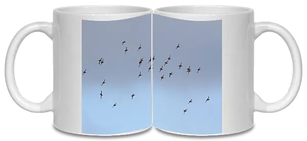 Group of Tufted Ducks in flight, Aythya fuligula