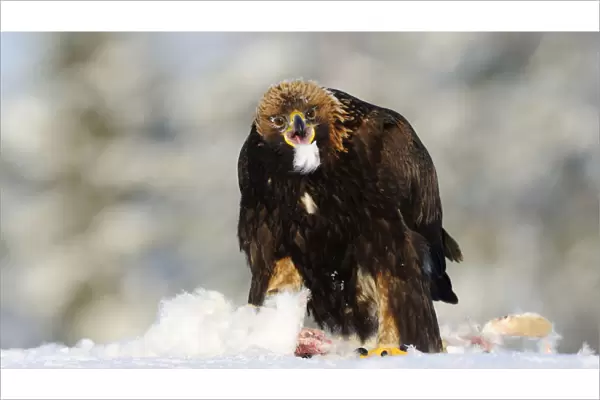 Golden Eagle in the snow, Aquila chrysaetos