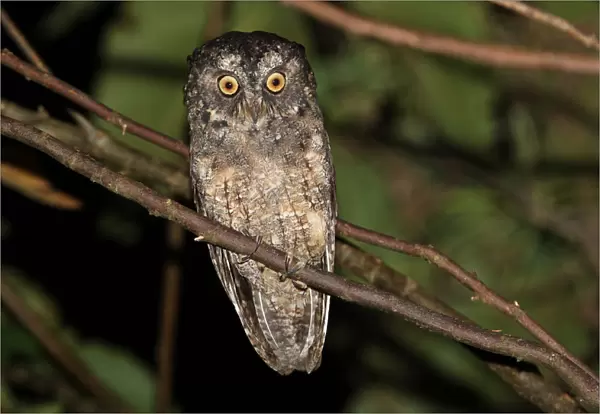 The Sangihe scops owl (Otus collari) is an owl endemic to the island of Sangihe, Indonesia