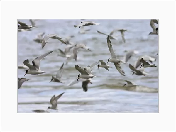 A flock of hunting Common Terns, Sterna hirundo, Netherlands