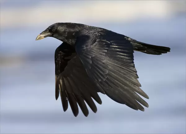 Carrion Crow in flight, Corvus corone
