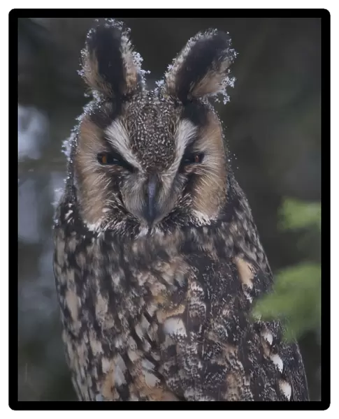 Long-eared Owl perched on branch, Asio otus, The Netherlands