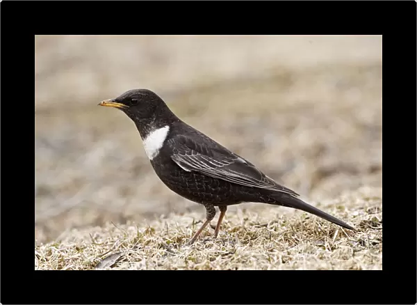 Ring Ouzel male standing on the ground, Turdus torquatus, Finland