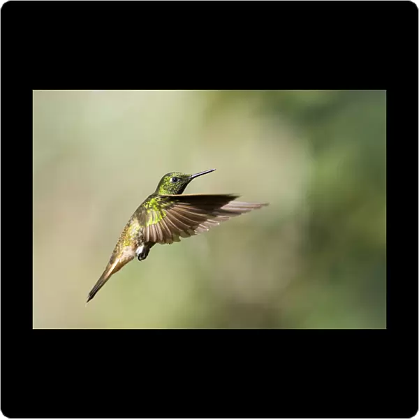 Buff-tailed Coronet in flight, Boissonneaua flavescens