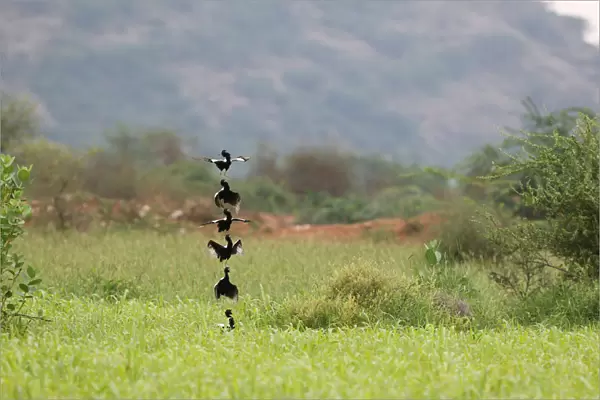 Compilation of a male Lesser Florican (Sypheotides indicus) in courtship, Sypheotides indicus, India