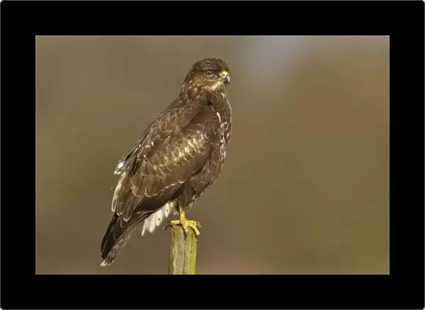 Common Buzzard perched on a pole, Buteo buteo, The Netherlands
