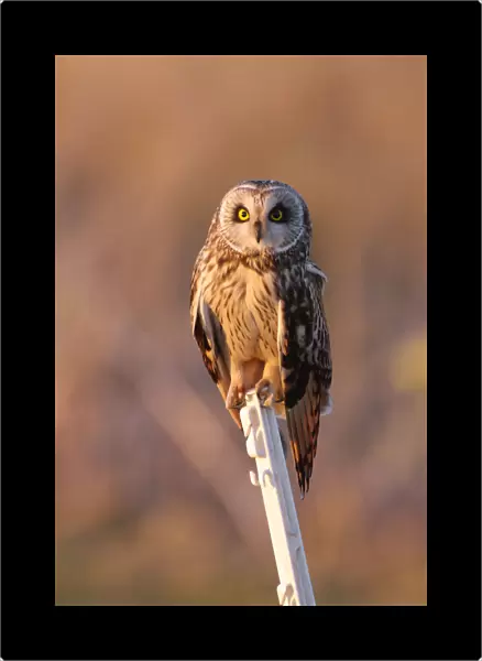 Short-eared Owl perched on a pole, Asio flammeus