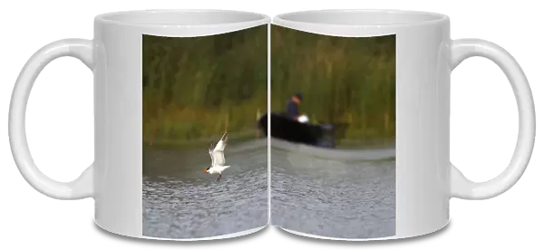 Caspian Tern flying with fisher boat in background, Hydroprogne caspia, Netherlands