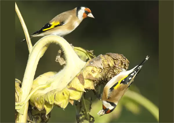 European Goldfinches foraging, Carduelis carduelis, Netherlands