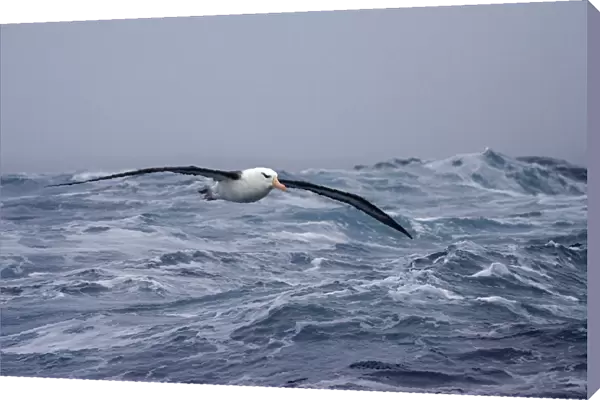Adult Black-browed Albatross flying above open ocean, Thalassarche melanophris