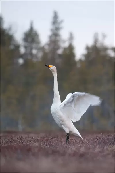 Whooper Swan perched and wings spreading, Cygnus cygnus, Finland