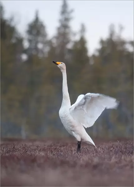 Whooper Swan perched and wings spreading, Cygnus cygnus, Finland