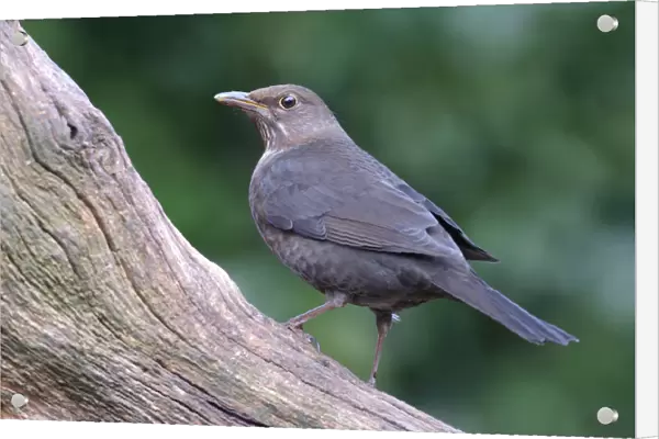 Eurasian Blackbird at treetrunk