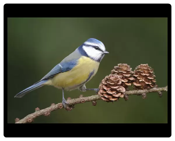 Blue Tit in larch