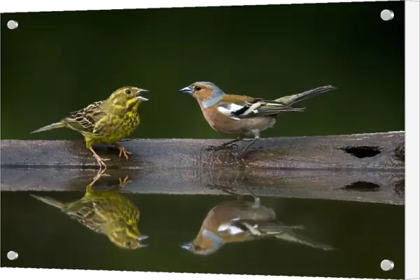Male Common Chaffinch and Yellowhammer at drinking site, Fringilla coelebs, Emberiza citrinella