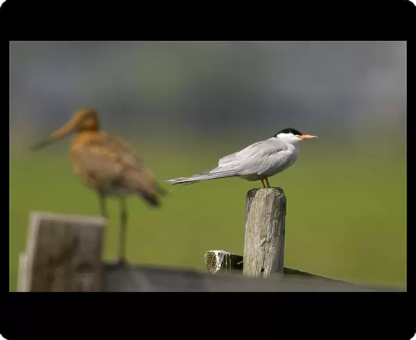 Common Tern and black-tailed godwit in background, Sterna hirundo, The Netherlands
