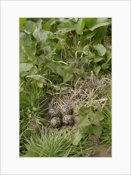 Nest with eggs of Northern Lapwing, Vanellus vanellus