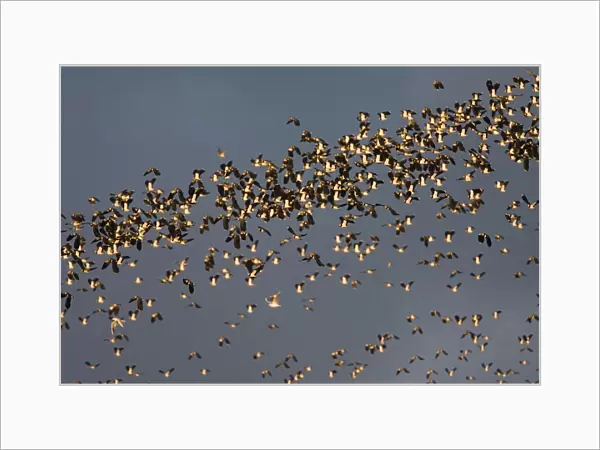 Northern Lapwing flock flying, Vanellus vanellus