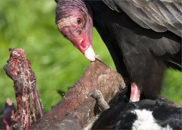 Turkey Vulture feeding on dead cow, Cathartes aura