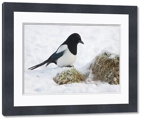 Eurasian Magpie in snow, Pica pica