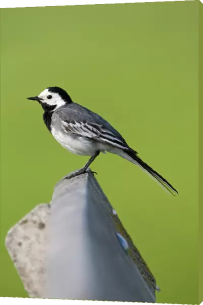 White Wagtail adult perched, Motacilla alba
