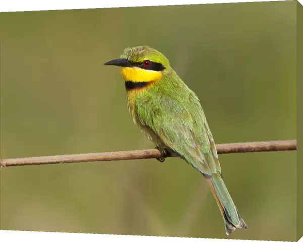 Little Bee-eater, Merops pusillus, Gambia