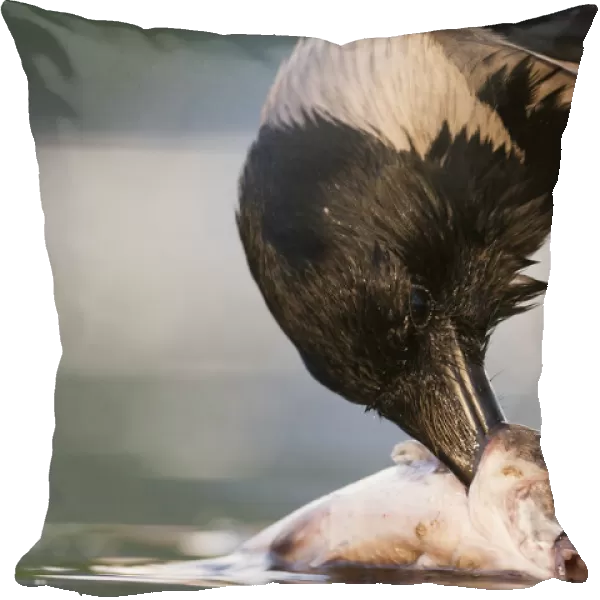 Hooded Crow eating fish at waterside, Corvus cornix, Hungary