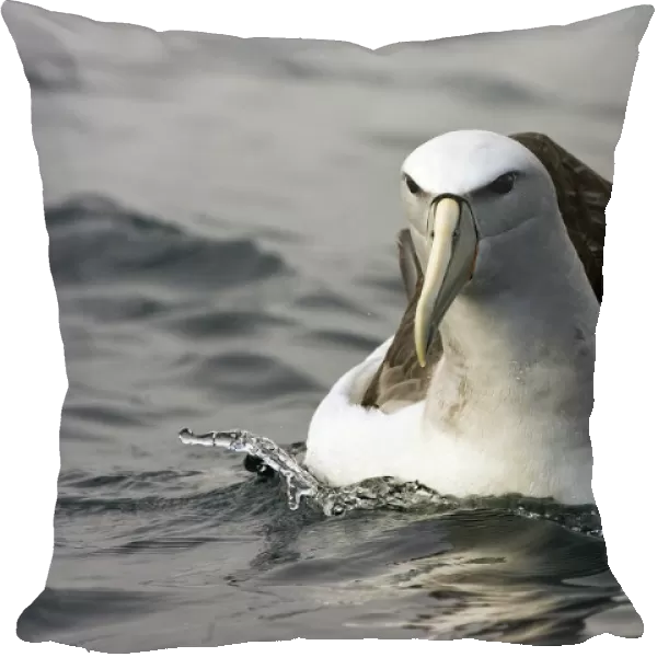 Salvin's Albatross, Thalassarche salvini, New Zealand