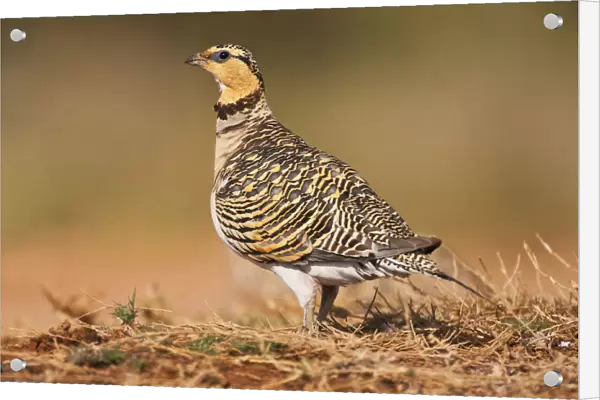 Female, Pin-tailed Sandgrouse (Pterocles alchata) at drinking station, Pterocles alchata, Spain