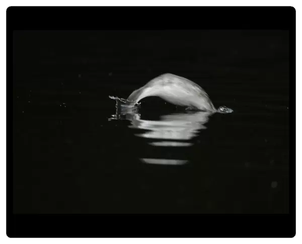 Great Crested Grebe diving, Podiceps cristatus