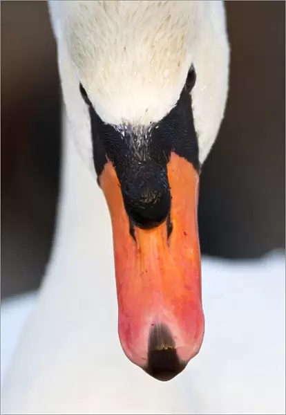 Mute Swan close up, Cygnus olor