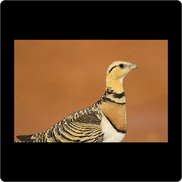 Pterocles alchata, Pin-tailed Sandgrouse, Spain