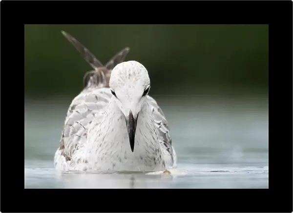 Caspian Gull swimming, Larus cachinnans, Hungary