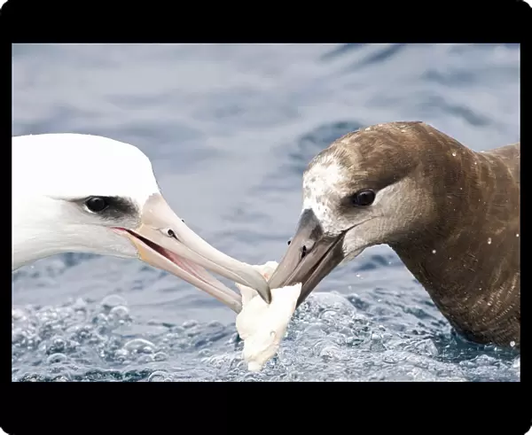 Black-footed & Laysan Albatross fighting over food, Phoebastria immutabilis