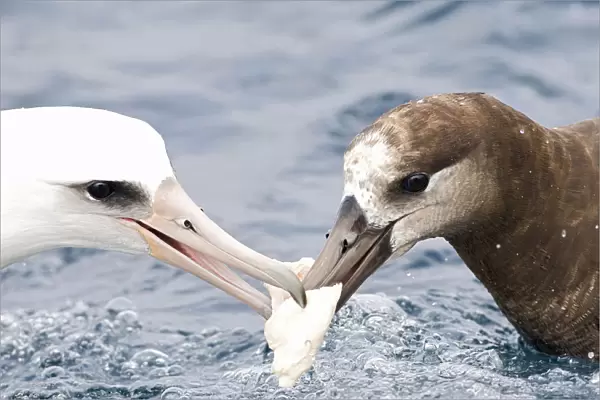 Black-footed & Laysan Albatross fighting over food, Phoebastria immutabilis