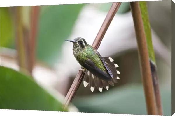 Speckled Hummingbird, Adelomyia melanogenys