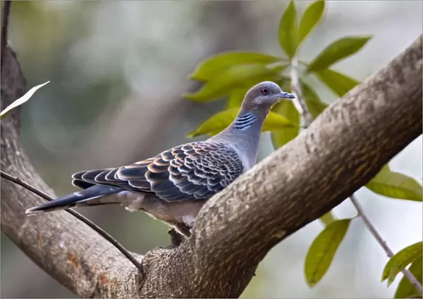 Oriental Turtle-Dove adult perched in a tree