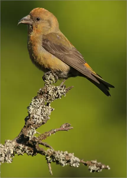Common Crossbill male perched on a branch