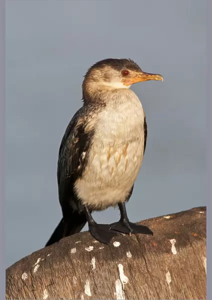 Immature Long-tailed Cormorant, Gambia