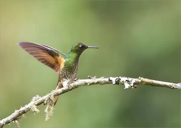 Buff-tailed Coronet, landing with wings open, Boissonneaua flavescens, Colombia